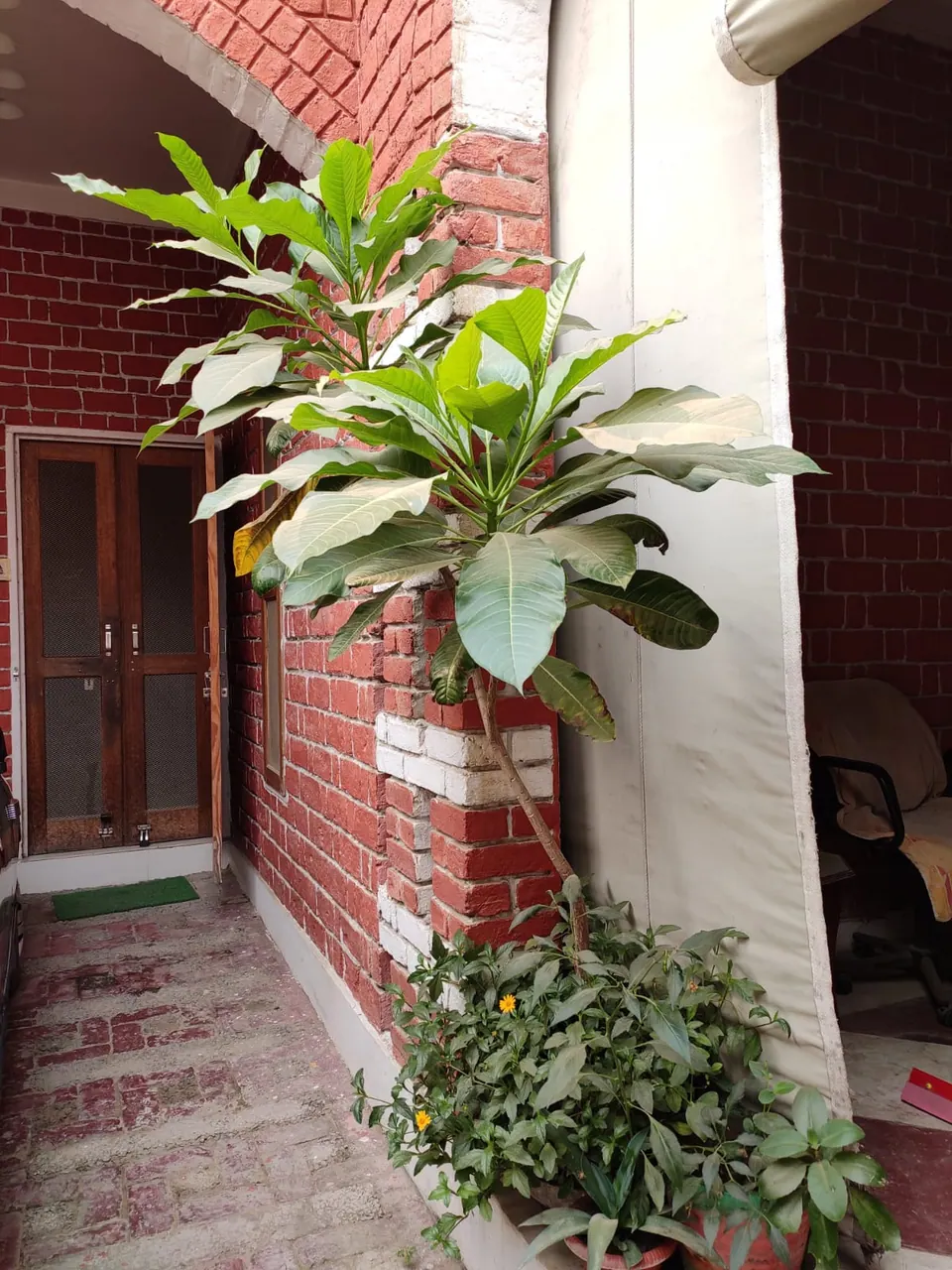 Entrance porch: a timber door between red brick walls with white bands, and a large potted plant